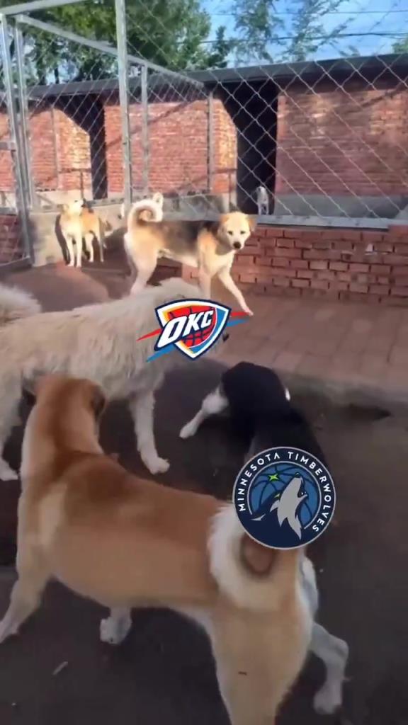 太有活了！美媒惡搞：狗王雷霆嚇退掘金灰熊，把森林狼按地上